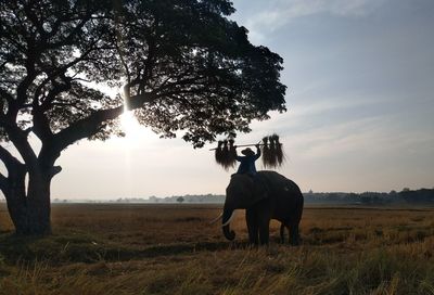 View of horse on field