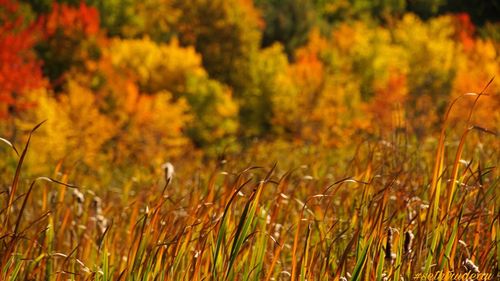 Close-up of grass growing on grassy field