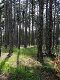 Trees on field in forest