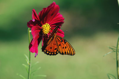 Close-up of butterfly pollinating flower