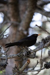 Blackbird closeup on a tree