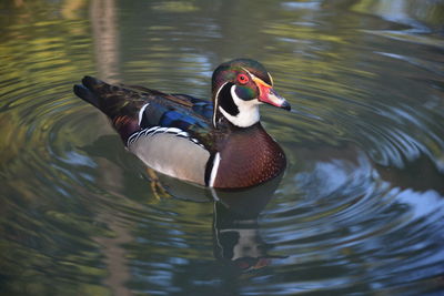 Wood duck swimming in lake