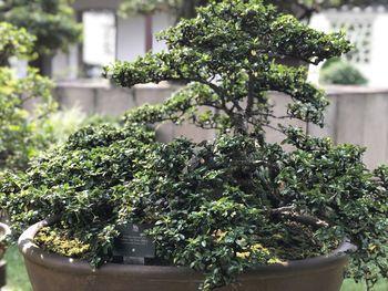 Close-up of potted plant against trees