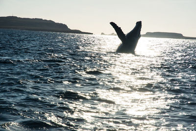 Silhouette person swimming in sea against sky