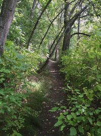 Low angle view of trees in forest