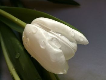 Close-up of white rose flower