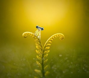 Close-up of insect on yellow flower