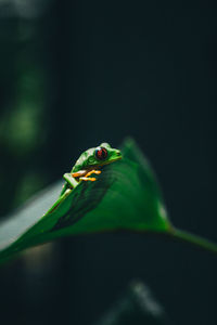 Close-up of frog on leaf