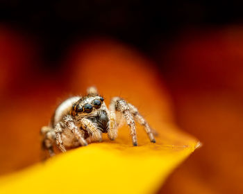 Close-up of spider