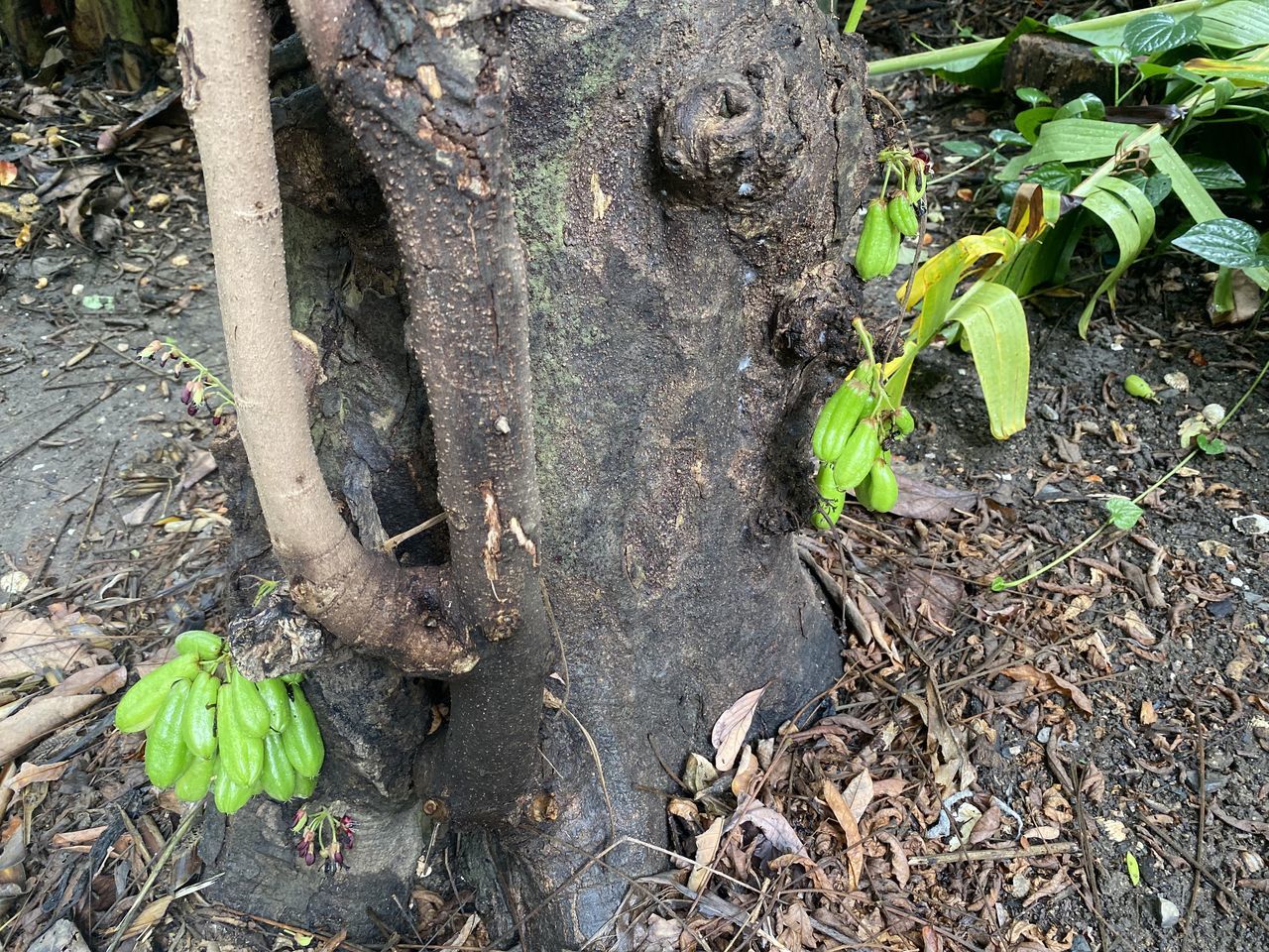 HIGH ANGLE VIEW OF TREE TRUNK ON FIELD