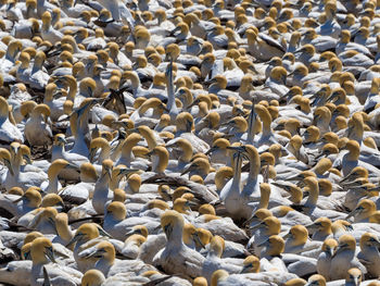 Breeding colony of cape gannets on bird island, lamberts bay, south africa