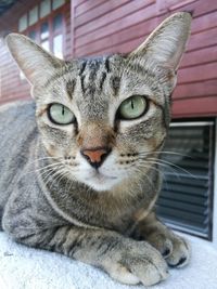 Close-up portrait of cat