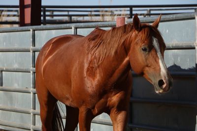 Horse standing in ranch