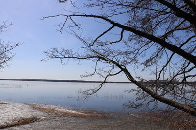 Bare tree on lakeshore against sky