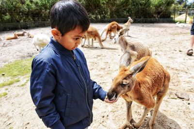 Boy feeding kangaroo at zoo