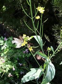 Close-up of white flowers