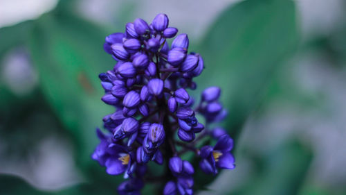 Close-up of purple flowering plant