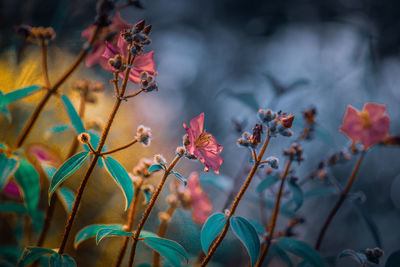 Close-up of pink flowering plants