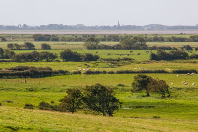 View of green landscape