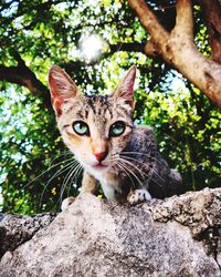 Portrait of cat on rock