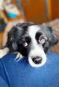 Portrait of dog at home