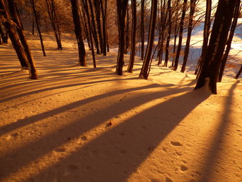 Trees in forest during winter