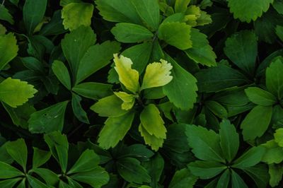 Full frame shot of green leaves