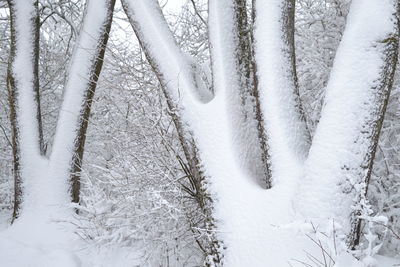 Snow covered land and trees