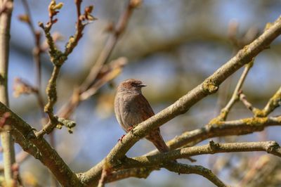 Close-up of bird perching on branch
