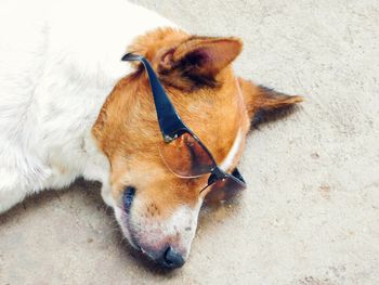 High angle view of dog lying down