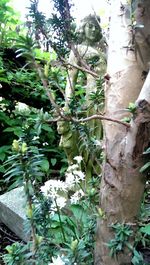 Close-up of leaves on tree