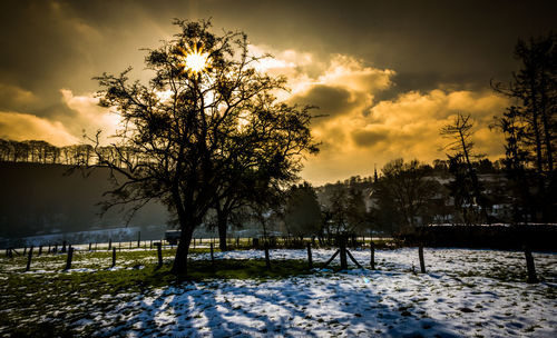 Trees on snow covered landscape