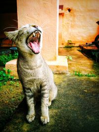 Close-up of lion yawning