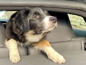 Close-up of dog in car