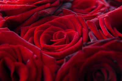 Full frame shot of red rose