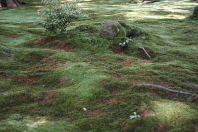 View of sheep on field