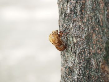 Close-up of insect on tree trunk