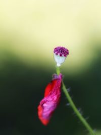 Close-up of purple flowering plant