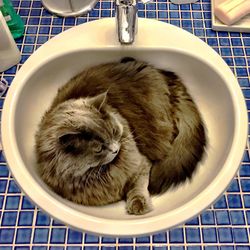 High angle view of cat in bathroom
