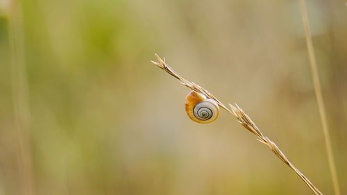Beautiful little snail on the flower in the nature in autumn season