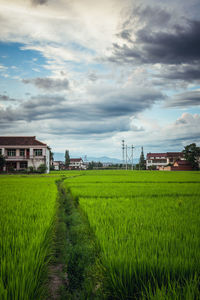 Scenic view of agricultural field against sky