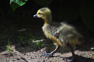 Close-up of a bird on field