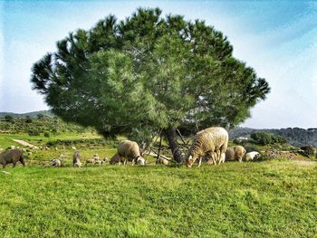 View of sheep grazing on field