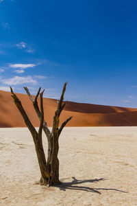 Bare tree on desert against sky