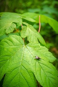 High angle view of insect on leaf