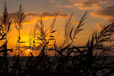 Silhouette of trees at sunset