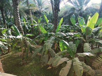 Close-up of coconut palm tree in field