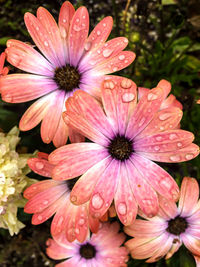 Close-up of pink flowers blooming outdoors