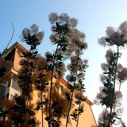 Low angle view of palm trees against clear sky