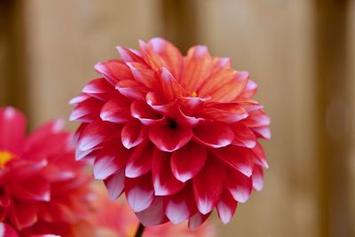 Close-up of pink dahlia flower